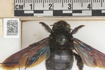 Media type: image;   Entomology 810620 Aspect: labels